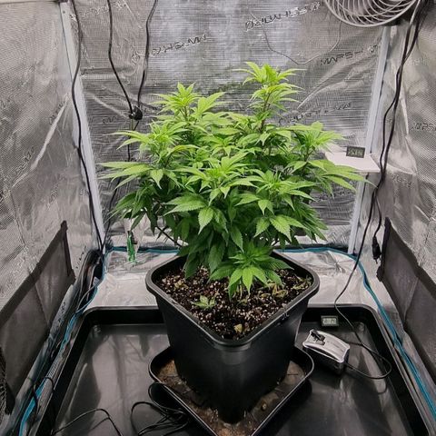Pineapple Express growlog timeline photo