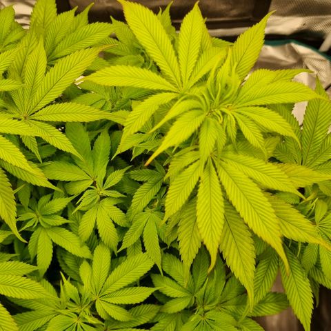 Pineapple Express growlog timeline photo