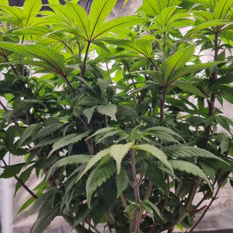 Pineapple Express growlog timeline photo