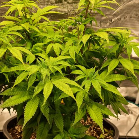 Pineapple Express growlog timeline photo