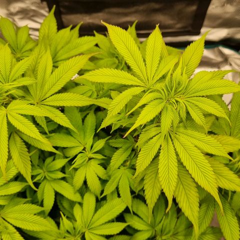 Pineapple Express growlog timeline photo