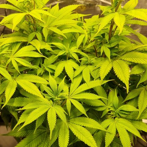 Pineapple Express growlog timeline photo