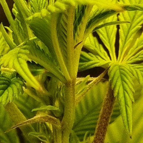 Pineapple Express growlog timeline photo