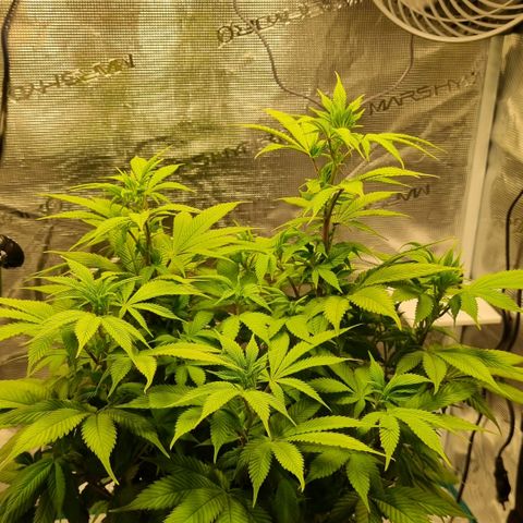 Pineapple Express growlog timeline photo