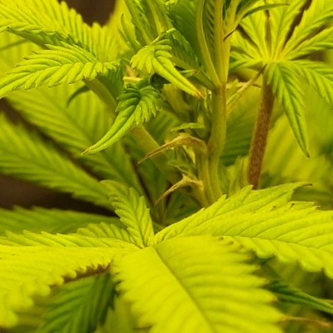 Pineapple Express growlog timeline photo