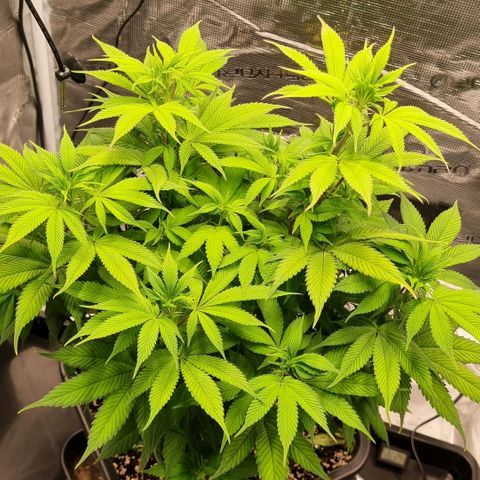 Pineapple Express growlog timeline photo