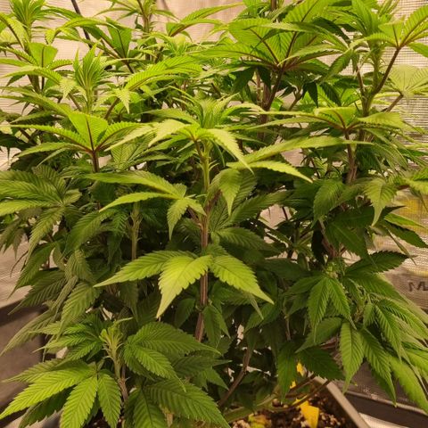 Pineapple Express growlog timeline photo