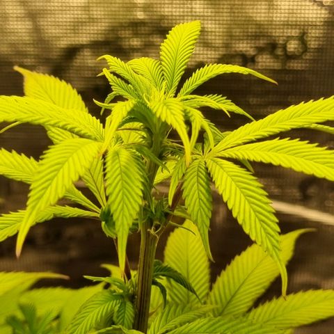 Pineapple Express growlog timeline photo