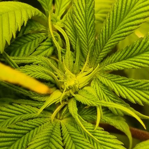 Pineapple Express growlog timeline photo