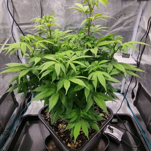 Pineapple Express growlog timeline photo