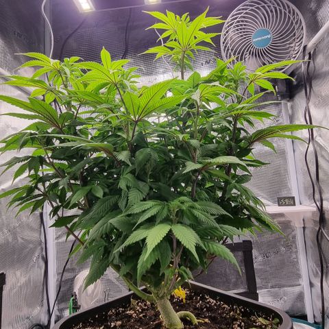 Pineapple Express growlog timeline photo