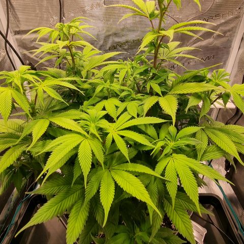 Pineapple Express growlog timeline photo