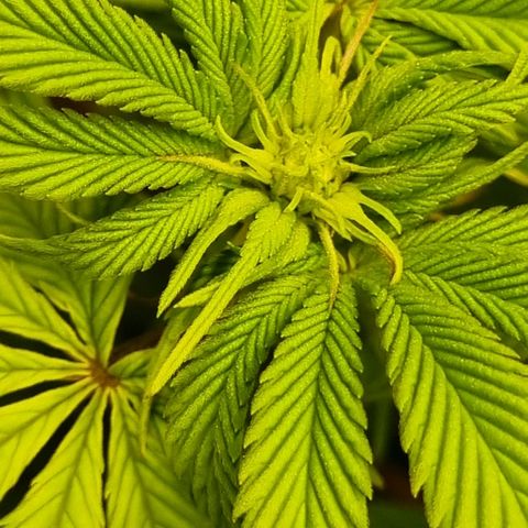Pineapple Express growlog timeline photo