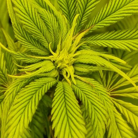 Pineapple Express growlog timeline photo