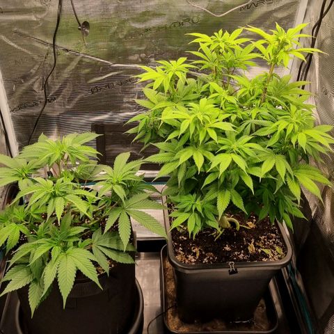 Pineapple Express growlog timeline photo