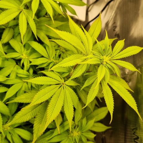 Pineapple Express growlog timeline photo