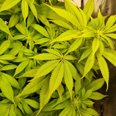 Pineapple Express growlog timeline photo