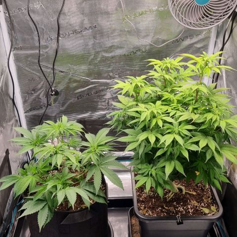 Pineapple Express growlog timeline photo