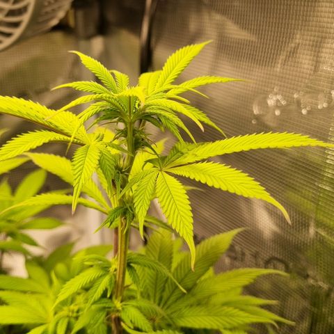 Pineapple Express growlog timeline photo