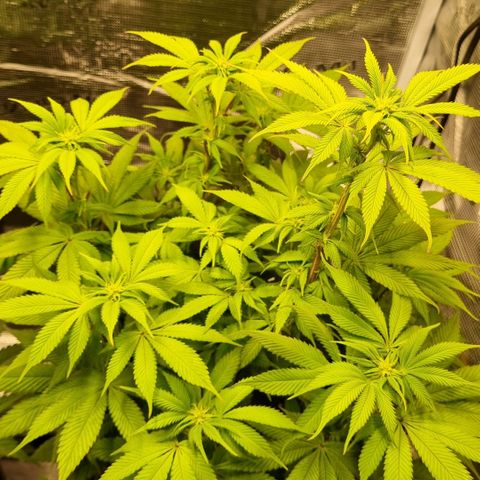 Pineapple Express growlog timeline photo