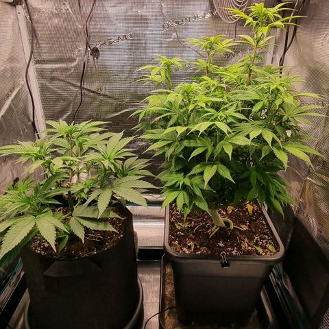 Pineapple Express growlog timeline photo