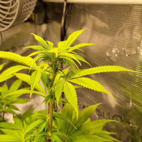 Pineapple Express growlog timeline photo