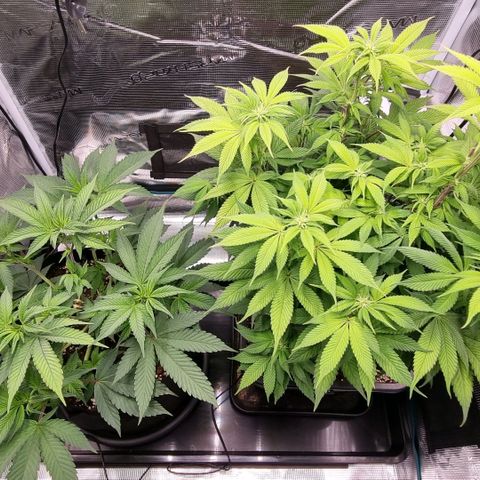 Pineapple Express growlog timeline photo