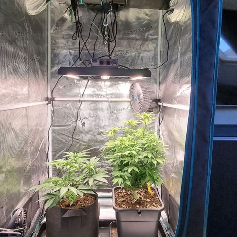 Pineapple Express growlog timeline photo