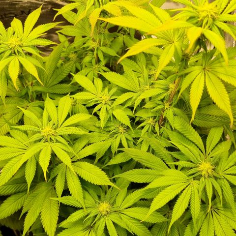 Pineapple Express growlog timeline photo