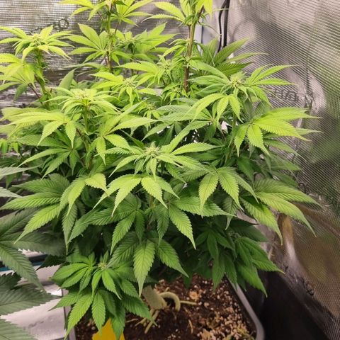 Pineapple Express growlog timeline photo