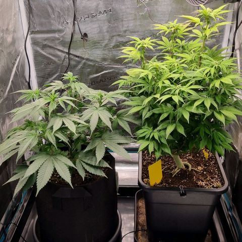 Pineapple Express growlog timeline photo