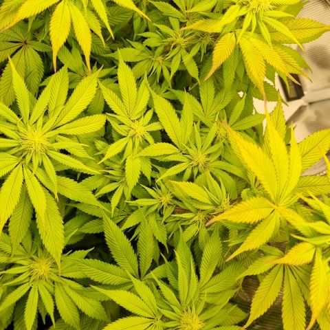 Pineapple Express growlog timeline photo