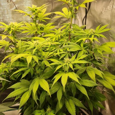Pineapple Express growlog timeline photo