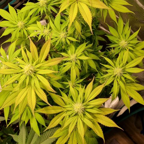 Pineapple Express growlog timeline photo