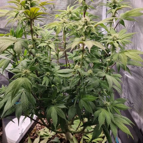 Pineapple Express growlog timeline photo
