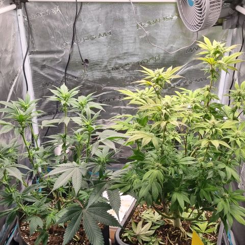 Pineapple Express growlog timeline photo