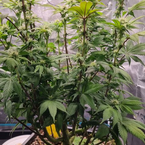 Pineapple Express growlog timeline photo
