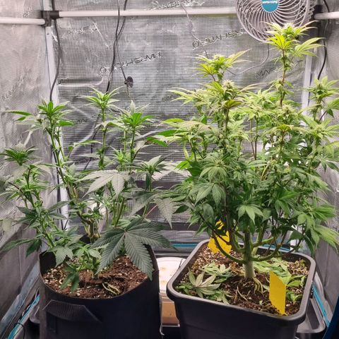 Pineapple Express growlog timeline photo