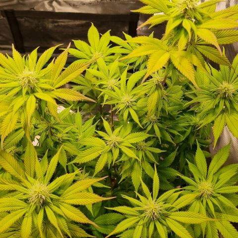 Pineapple Express growlog timeline photo
