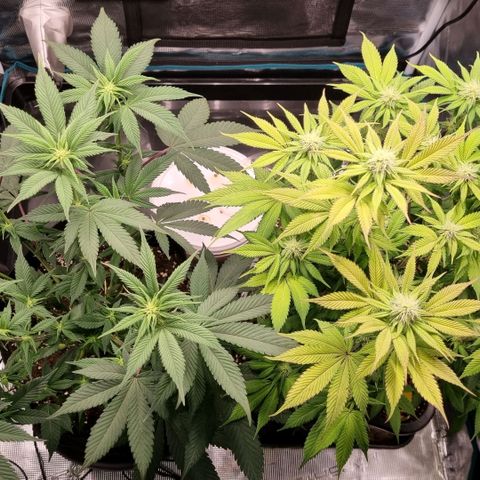 Pineapple Express growlog timeline photo