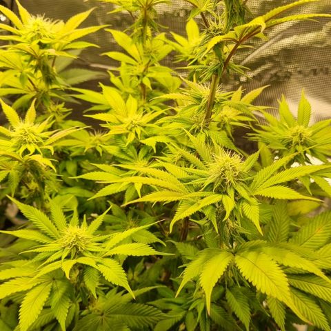 Pineapple Express growlog timeline photo