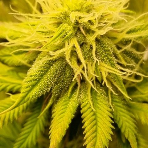 Pineapple Express growlog timeline photo