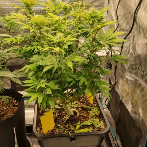 Pineapple Express growlog timeline photo