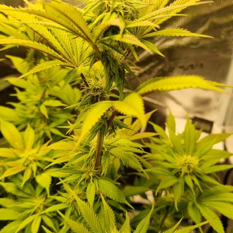 Pineapple Express growlog timeline photo