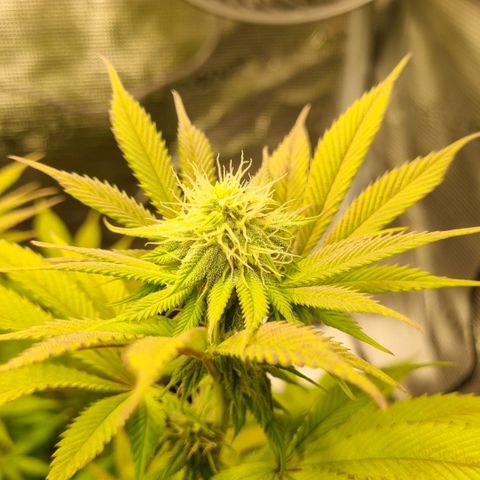 Pineapple Express growlog timeline photo
