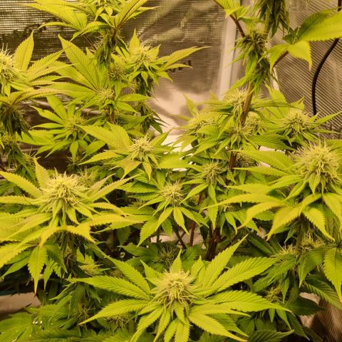 Pineapple Express growlog timeline photo