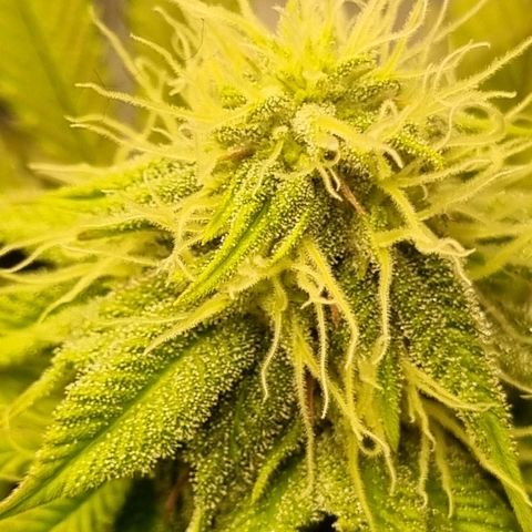 Pineapple Express growlog timeline photo