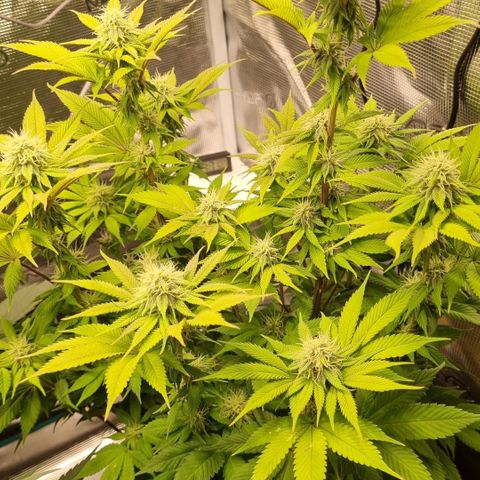 Pineapple Express growlog timeline photo