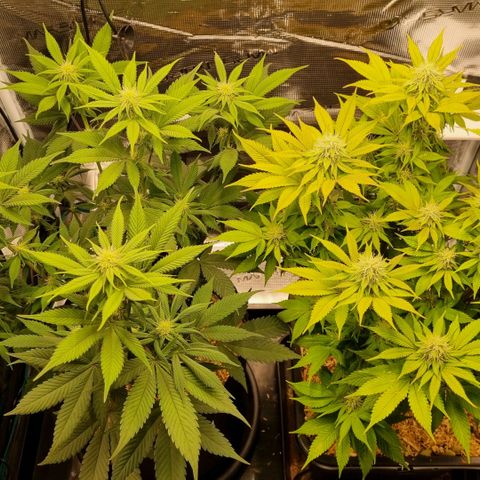 Pineapple Express growlog timeline photo