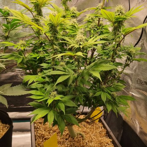 Pineapple Express growlog timeline photo